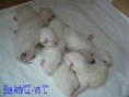 /album/fotogalerie-vrh-c/vrh-c-21-4-2011-003-jpg/